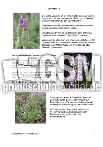 Lavendel-1.pdf